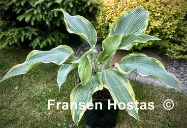 Hosta Oyster Bar